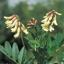 Image result for Astragalus
