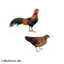 Image result for ayam hutan wikipedia