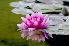 Close up of lotus flower, ueno park, tokyo, japan. 60 000 Best Lotus Flower Photos 100 Free Download Pexels Stock Photos