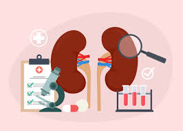 Image result for Renal Function