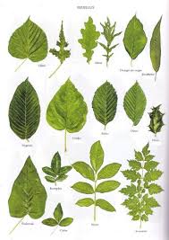 Quelques Feuilles D Arbres Feuille Arbre Reconnaitre Les Arbres Feuille