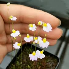 Image result for Utricularia