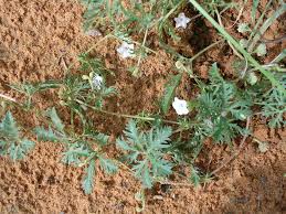 Image result for Ipomoea coptica