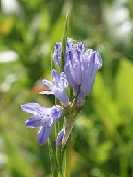 Image result for Tridactyle filifolia