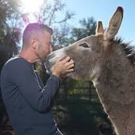 how to watch Donkey King online.