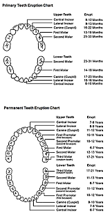 tooth eruption chart brooker dental