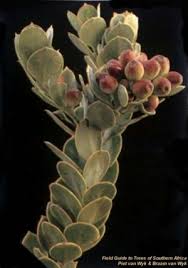 Image result for Osyris compressa