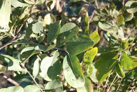 Image result for Baphia massaiensis