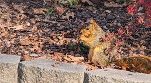 Image result for squirrel poop