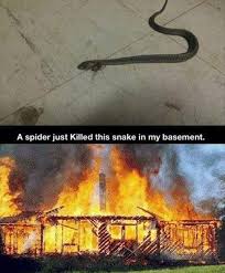 We did not find results for: Spider Killing Fire Quotes Quotesgram