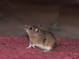 Maus Im Haus So Wirst Du Sie Auf Eine Tierliebe Und Effektive Art Und Weise Los Maus Im Haus Maus Haus Und Garten