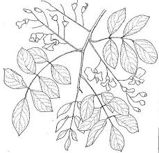 Image result for Pterocarpus lucens