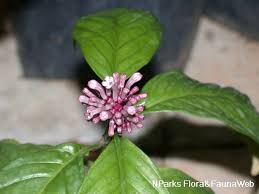 Image result for Chassalia parvifolia