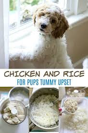 How do you make chicken and rice dog food? Puppies Can Easily Get Tummy Upset By Eating Things They Shouldn T A Bland Diet Of C Dog Upset Stomach Remedies Make Dog Food Chicken And Rice Recipe For Dogs