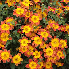 Image result for Bidens