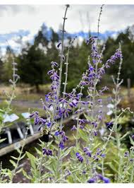 Image result for perovskia atriplicifolia 'little spire'