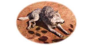 Maybe you would like to learn more about one of these? Steam Community Guide Rare Animals Of Oros Finding Hunting And Taming