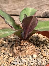 Image result for Aeollanthus