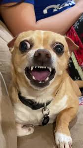 Who else has a devil chihuahua ? 😂 #chihuahua #chihuahuasoftiktok #angry  #blondie #rawr #scary #mexicandogsbelike