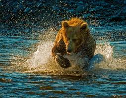 Brown Bear Swipes for Salmon
