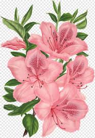 Maybe you would like to learn more about one of these? Flowers Tumblr Camera Drawing Skull Drawing Flowers Bunch Wild Flowers Wedding Flowers 1101140 Free Icon Library
