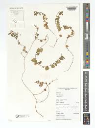 Image result for Viola abyssinica