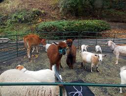 The petting zoo is a section of providence headquarters that houses many plant and animal evos. Jack S Petting Pony Farm Zoos 130 Boonton Ave Kinnelon Nj Phone Number Yelp