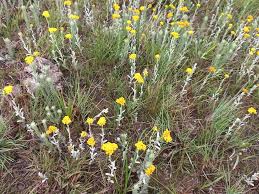 Image result for Helichrysum aureo-nitens