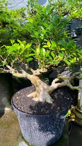 Image result for Premna senensis