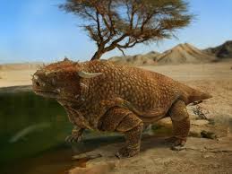 Image result for Pareiasaurus