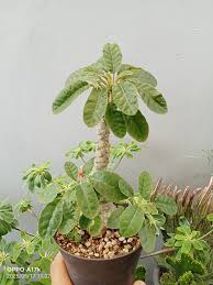 Image result for Dorstenia buchananii