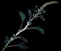 Image result for Amaranthus blitum