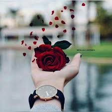 Red Rose Beautiful Roses Beautiful Rose Flowers Beautiful Flowers