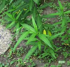 Mystery Milkweed Impostor Plant Identification Help Milkweed Plants Plant Identification