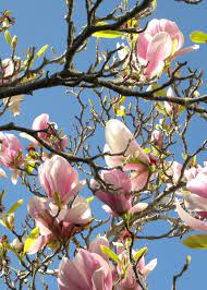 *pink trumpet tree (tabebuia impetiginosa 'pink cloud'): Flowering Trees Northern California Derrickandmelisa