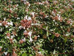 Image result for Mechowia grandiflora