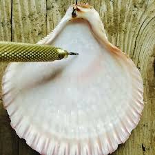 Si tu es dans un matériau maçonné (parpaing ou brique,) tu perces en rotation et tu retires la percussion. How To Drill A Hole In A Seashell Without Breaking It Shell Crafts Diy Seashell Projects Seashell Crafts