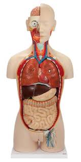 In this episode we'll go over the simple the structure and the anatomical details of both the clavicle and. China Advanced Human Transparent Anatomy Torso Model China Advanced Transparent Anatomy