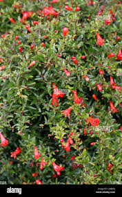 Image result for Punicaceae