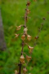 Image result for Equilabium stolzii