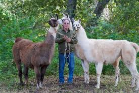 Black Mountain Pack Llamas