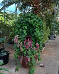 Image result for Aristolochia