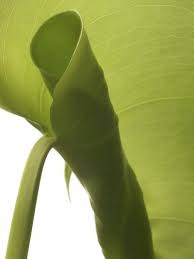 While rubber plants are a pretty hardy varietal, they do have a few specific care requirements in order to find the right balance in their environment. Leaf Curl On Rubber Plants What Causes Rubber Plant Leaves To Curl Plant Leaves Rubber Tree Plant Trees To Plant