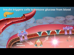 It allows the glucose in our blood to enter our cells and fuel our learning how to live with type 2 diabetes can be challenging, but we'll help you to discover what works for you. What Is Type 2 Diabetes