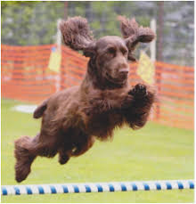 Finding the right field spaniel puppy can be dog gone hard work. Killara Field Spaniels Killara Field Spaniels