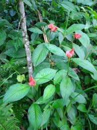 Image result for Psychotria auxopoda