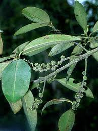 Image result for Myrsine