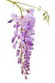 Pin By Fatima F C On Wisteria Garden Flower Drawing Flower Painting Botanical Flowers