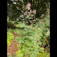 Image result for Rourea thomsonii