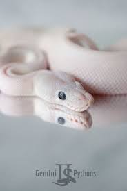 Blue Eyed Leucistic Baby Ball Python Ball Python Baby Ball Python Blue Eyed Baby